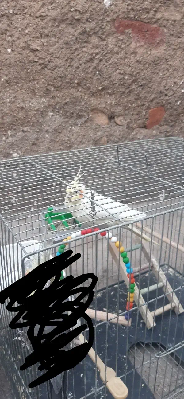 عروس هلندی|حیوانات|ساوه, |دیوار