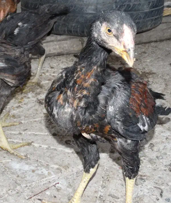 جوجه لاری|حیوانات مزرعه|کرمانشاه, |دیوار