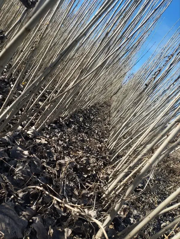 نهال با کیفیت واقعی نهال صنوبر سفید رقم های خاص|خدمات باغبانی و درختکاری|خرم‌آباد, |دیوار