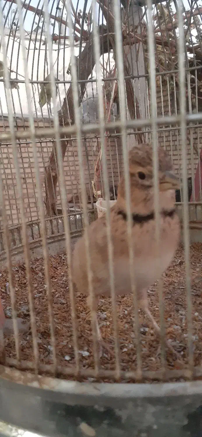 سهره خاکی|پرنده|بلداجی, |دیوار