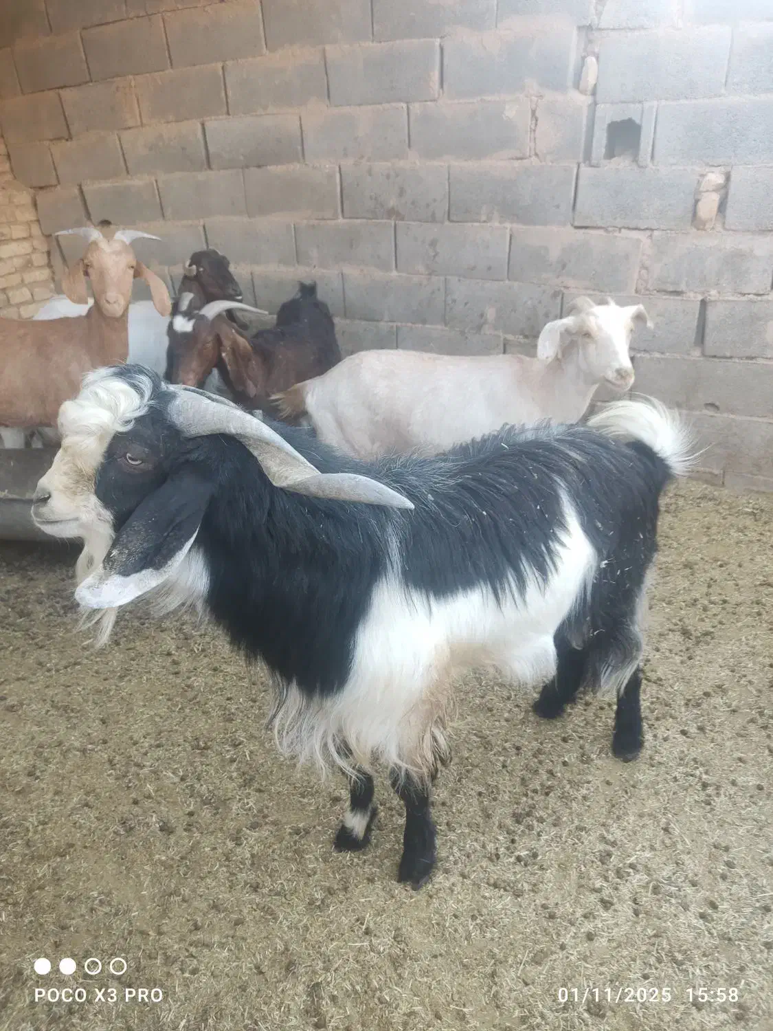 فروش نری گوشتی|حیوانات مزرعه|یزد, |دیوار