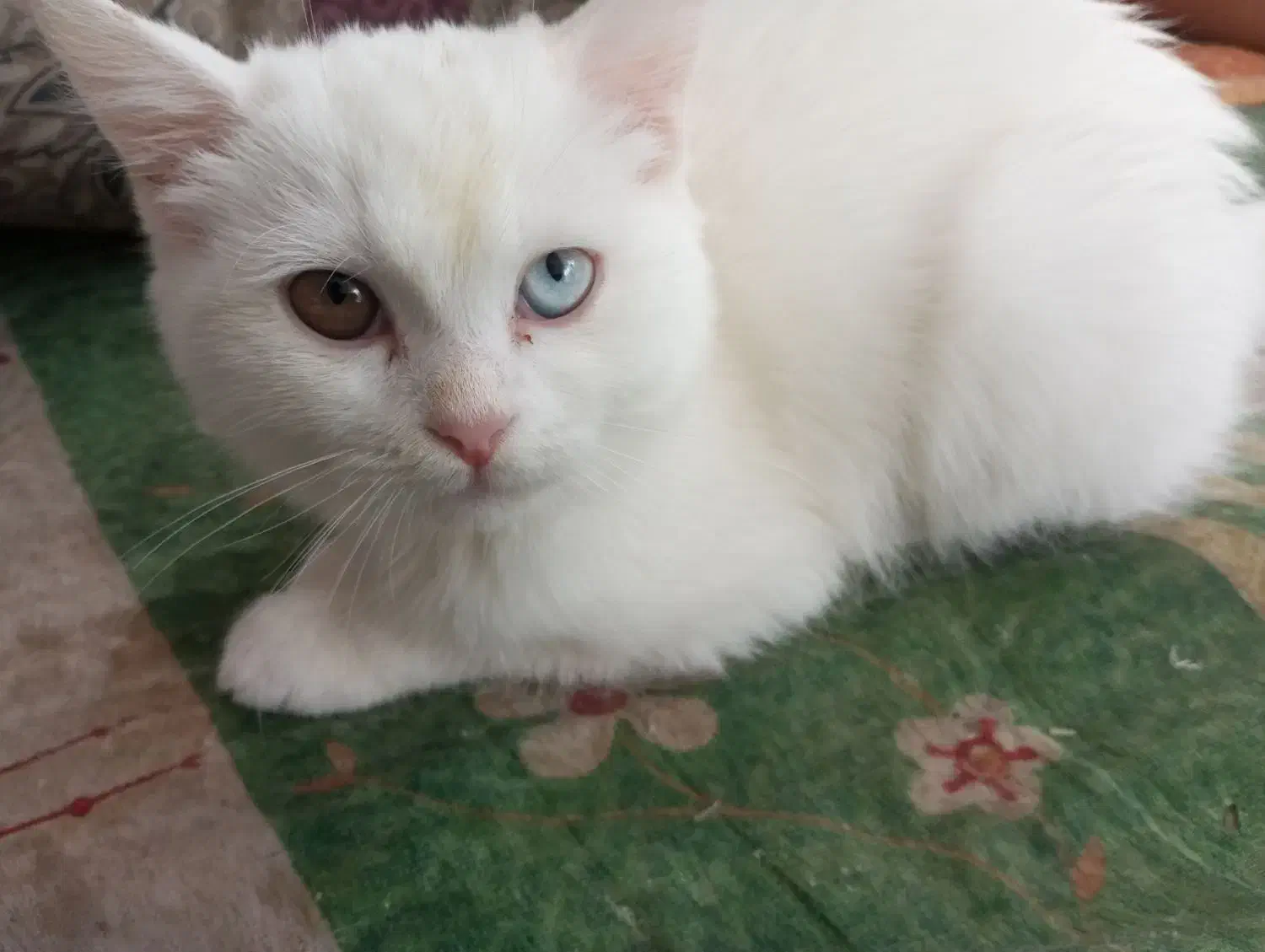 گربه ماده اسکاتیش چشم دو رنگ خشکل|گربه|مشکیندشت, |دیوار