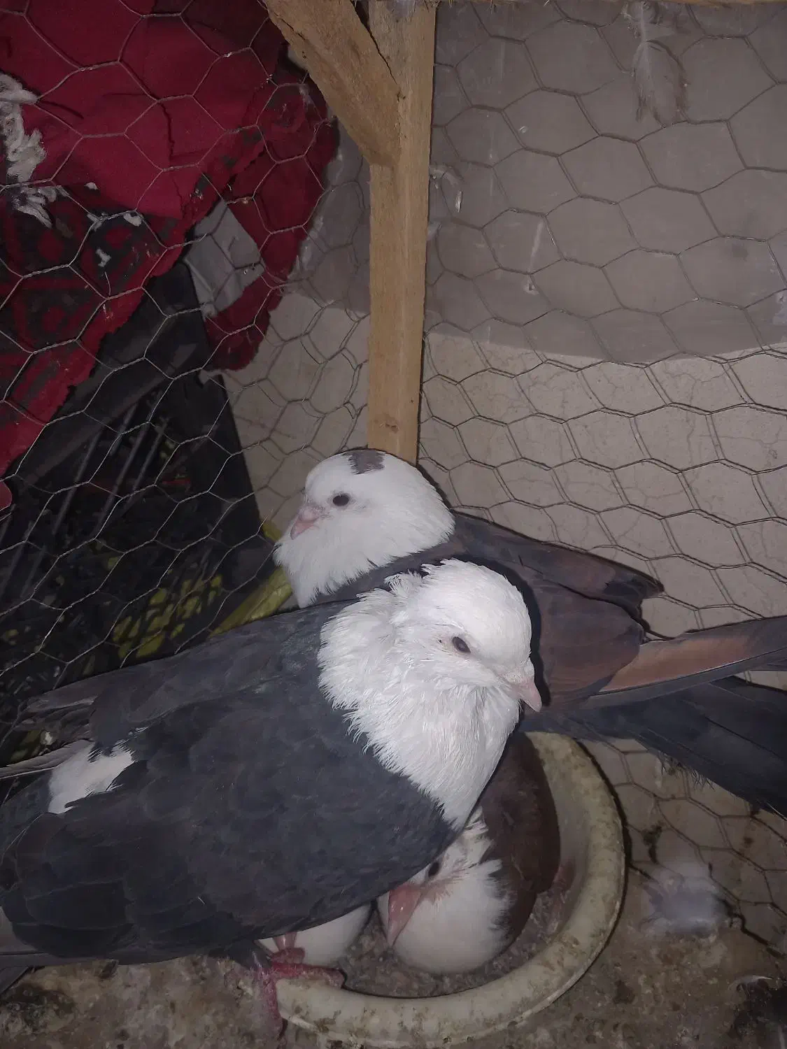 کبوتر کفتر جفتگاه کلاغ کربلایی|پرنده|شاندیز, |دیوار