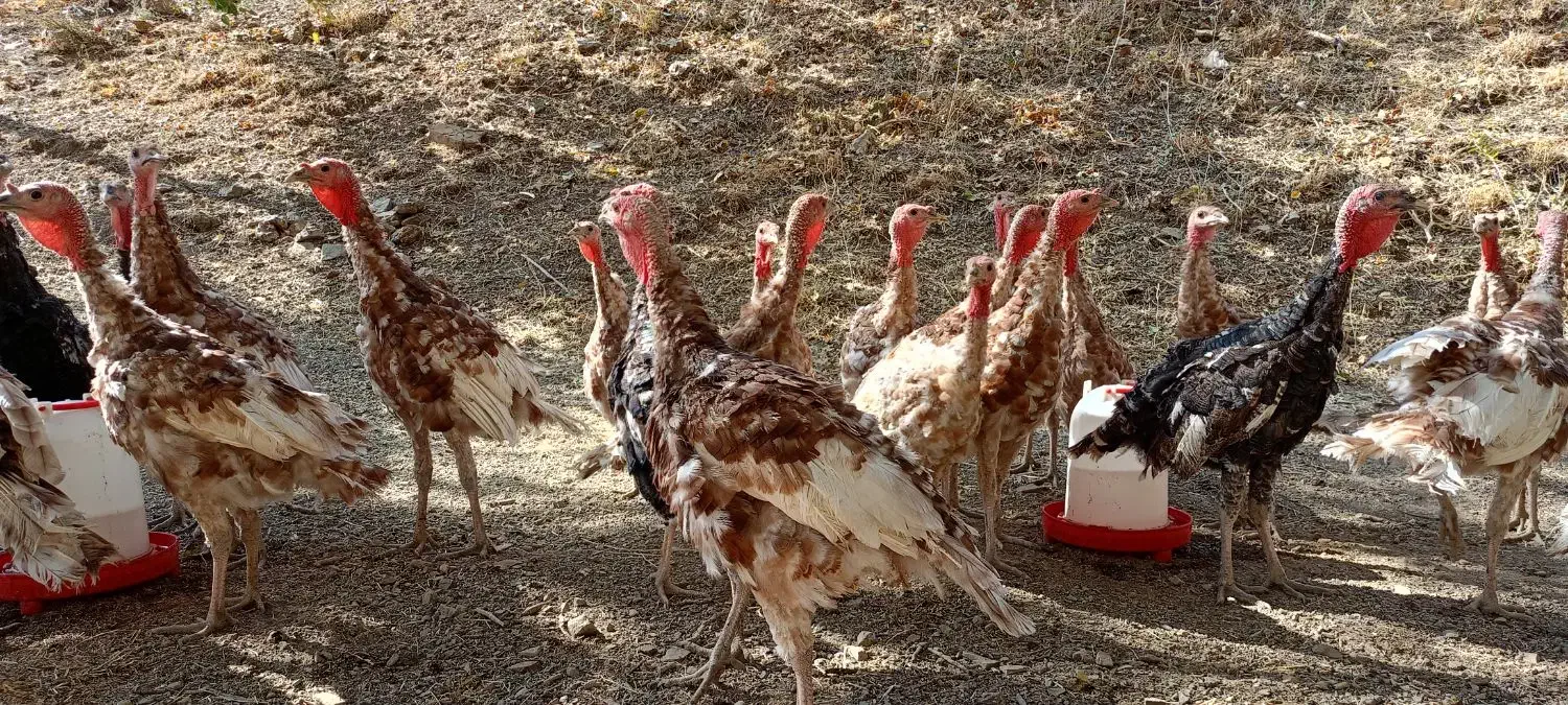 بوقلمون بوربون|حیوانات مزرعه|کلاترزان, |دیوار