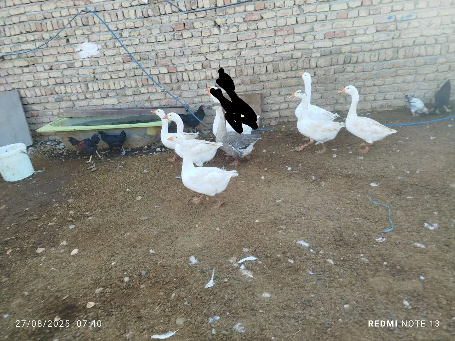 تعداد ۱۴ عدد غو غاز ودورور۲۰ تا مرغ وخروس محلی|حیوانات مزرعه|تاکستان, |دیوار