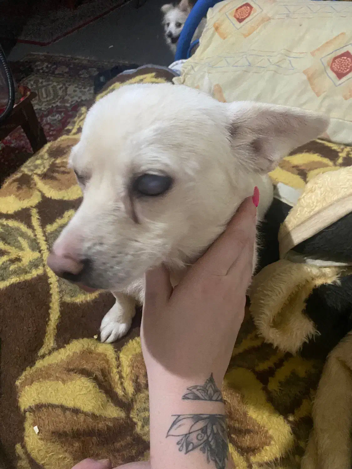 سگ گمشده|حیوانات|سهند, |دیوار