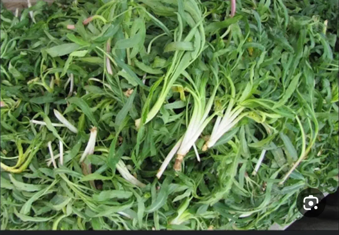 سبزی باغی شنگوقیمت ۱۲۰|خوردنی و آشامیدنی|مهاباد (اصفهان), |دیوار