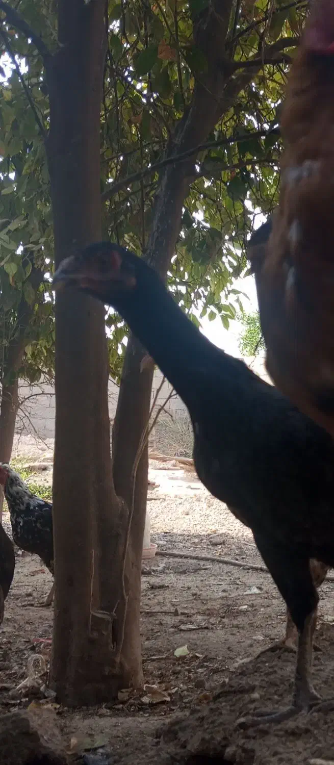 مرغ لاری|حیوانات مزرعه|شبانکاره, |دیوار