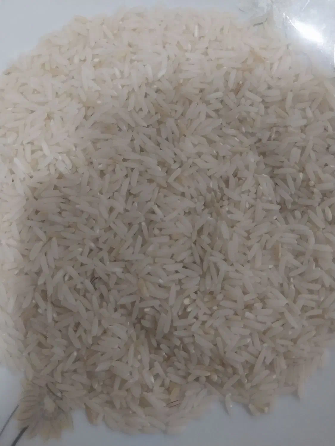 برنج هاشمی امسال|خوردنی و آشامیدنی|رشت, منظریه|دیوار