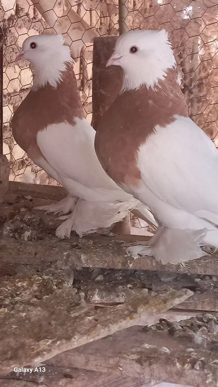 طوقی|پرنده|مبارکه, |دیوار