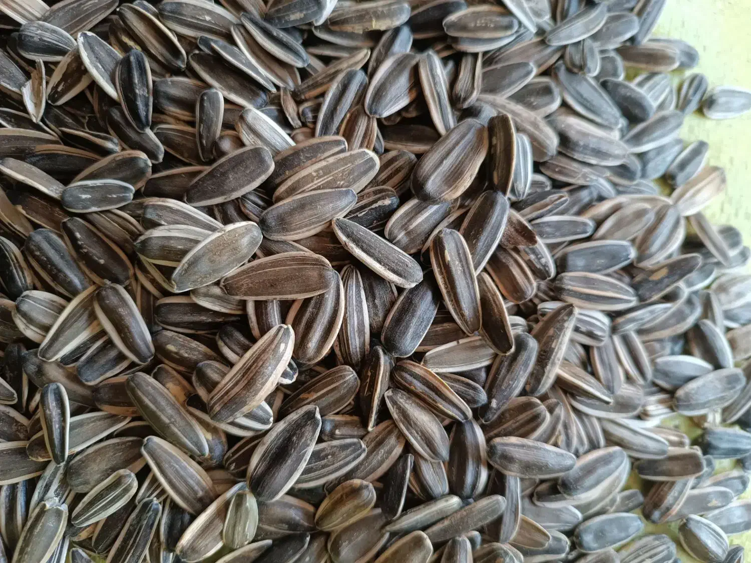 تخمه|خوردنی و آشامیدنی|سنقر, |دیوار