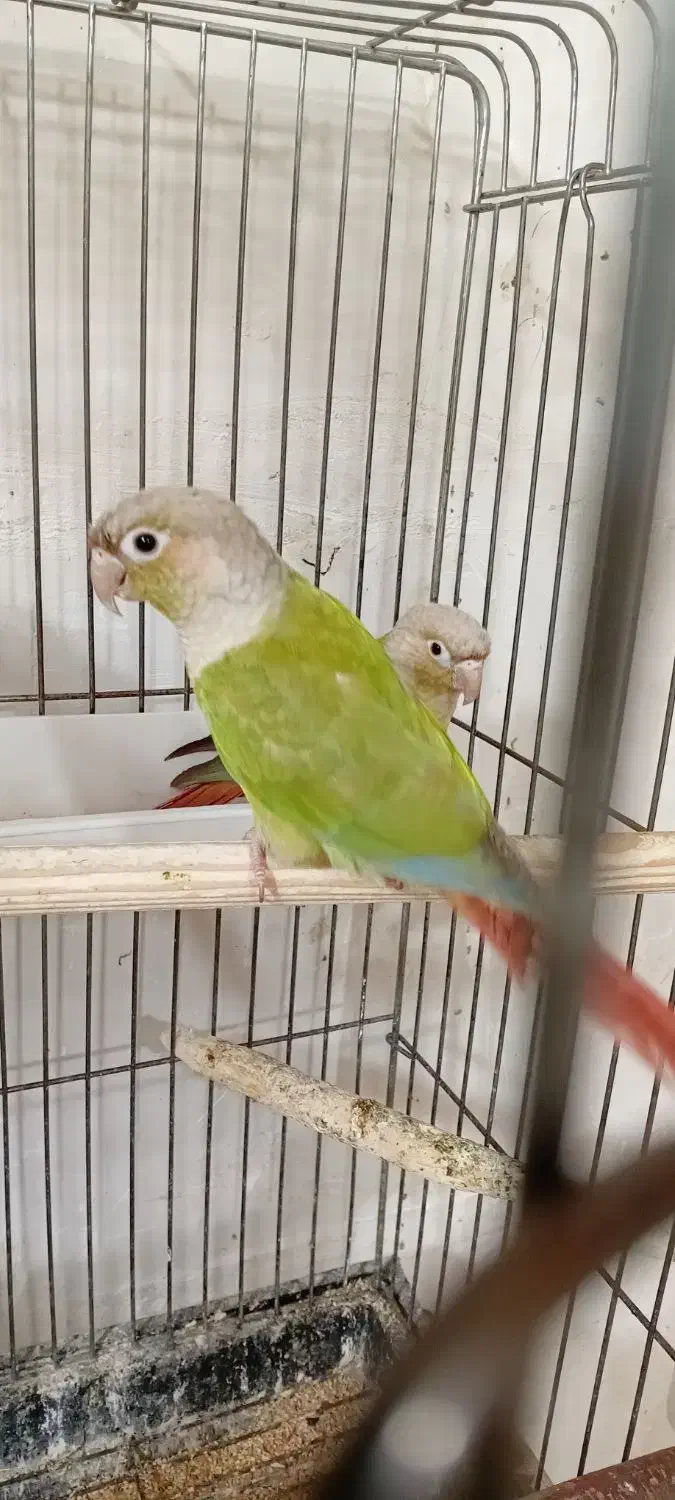 گرینچیک نر بالغ|پرنده|پاکدشت, پاکدشت (مامازند)|دیوار