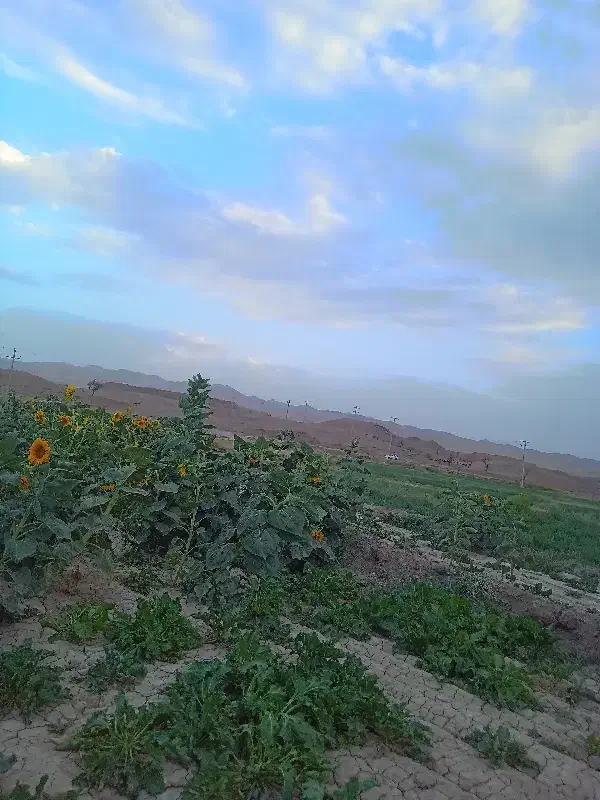 یونجه|حیوانات مزرعه|نیشابور, شهید جعفری|دیوار