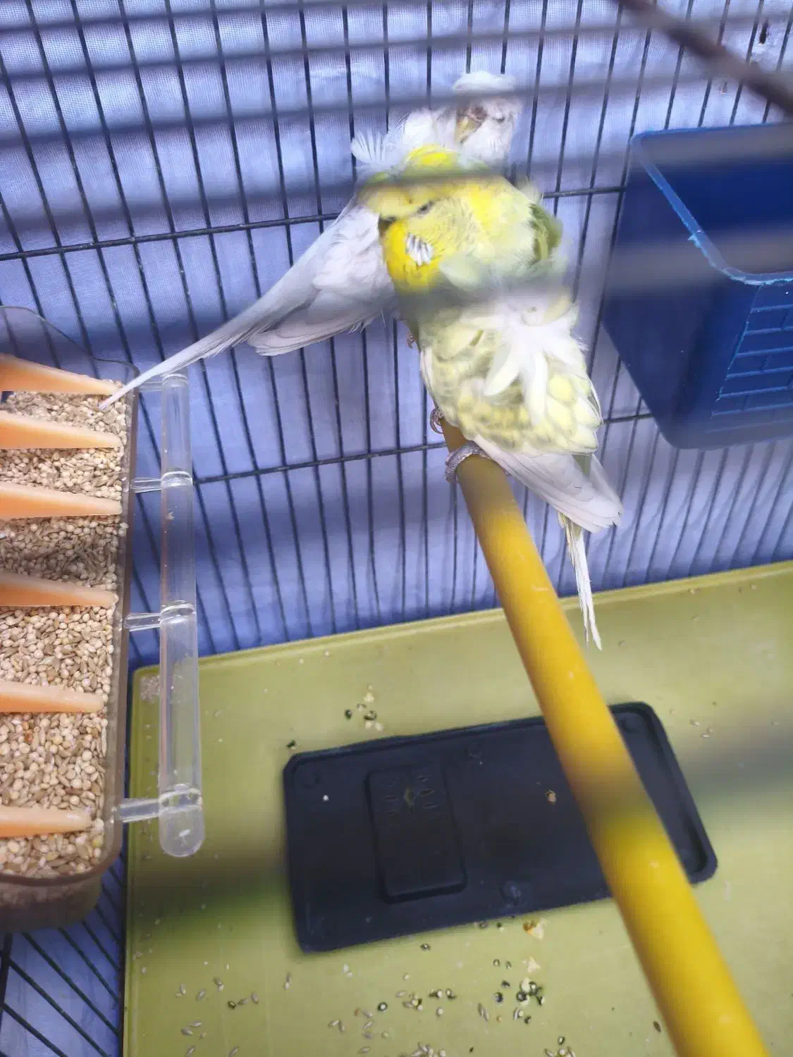 مرغ عشق پروانه ای|پرنده|الوند, |دیوار