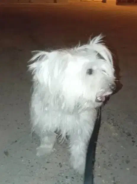 گمشده|حیوانات|گتوند, |دیوار