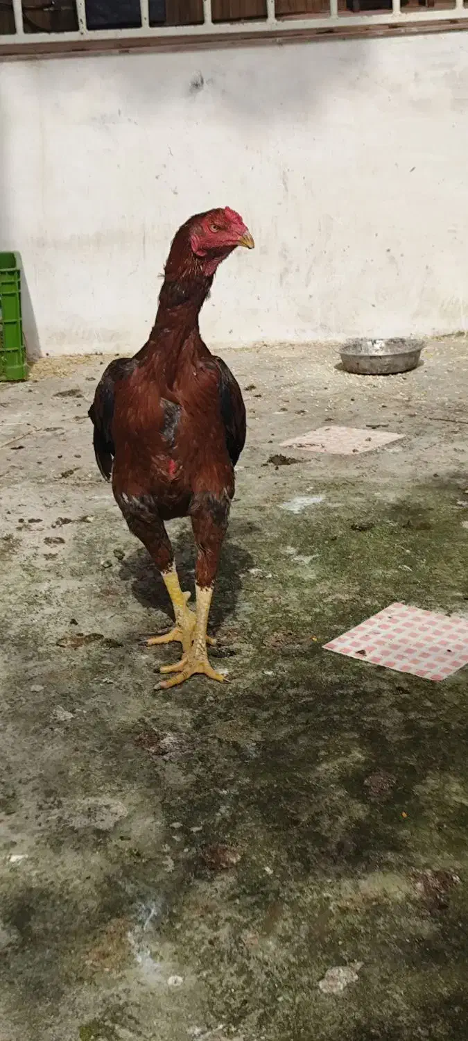 لاری|حیوانات مزرعه|آستارا, |دیوار