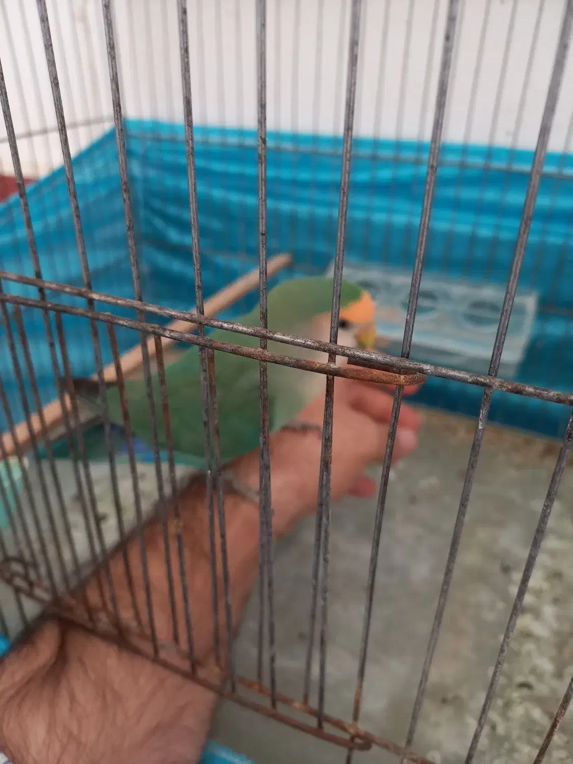 جفت طوطی برزیلی مولد با تخم قابل معاوضه|پرنده|اردبیل, |دیوار