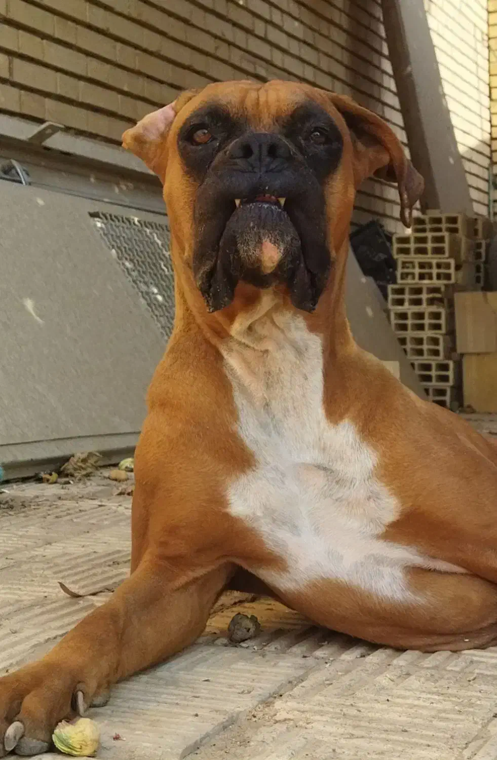 سگ باکسر|سگ|یزد, |دیوار