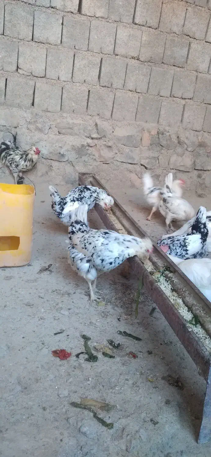 تخم مرغ گلین وخروس گلین|حیوانات مزرعه|گچی, |دیوار