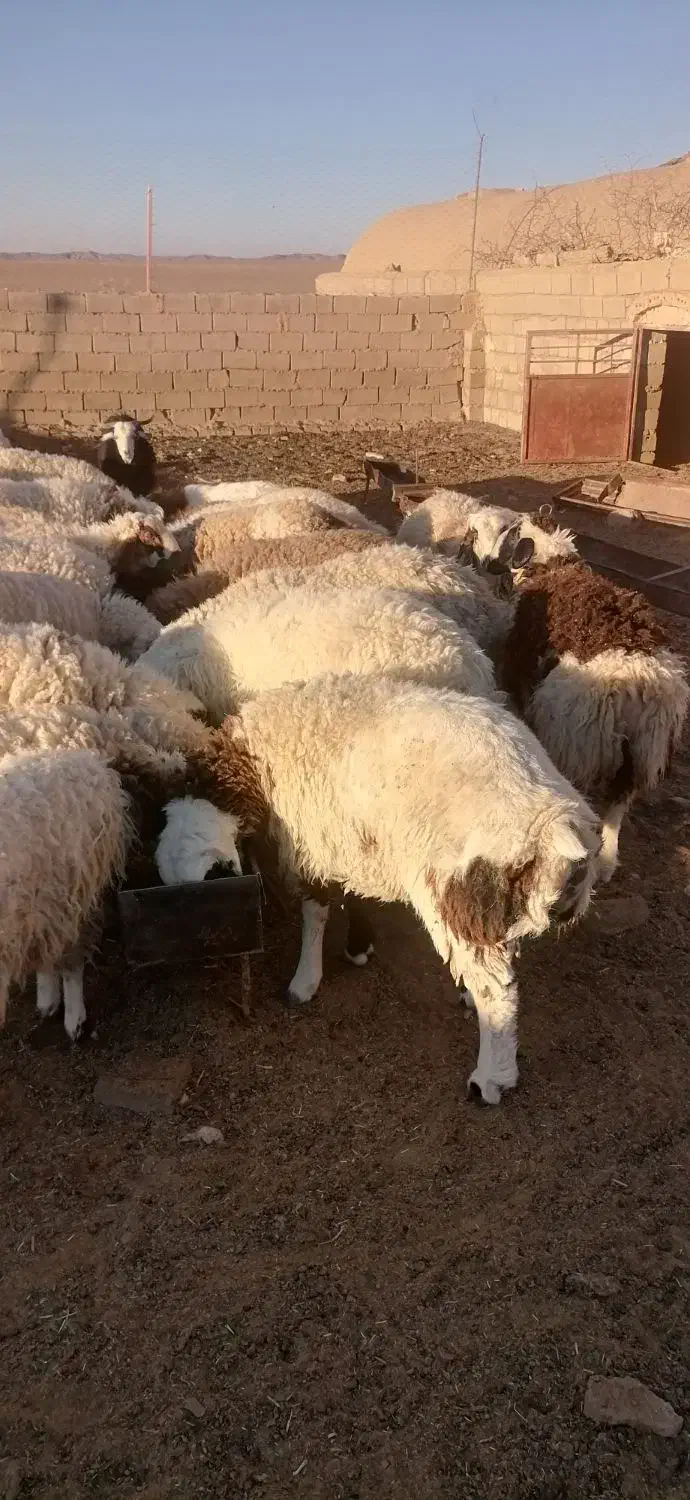 بره نرچاق مناسب برای قصابی|حیوانات مزرعه|سده (خراسان جنوبی), |دیوار