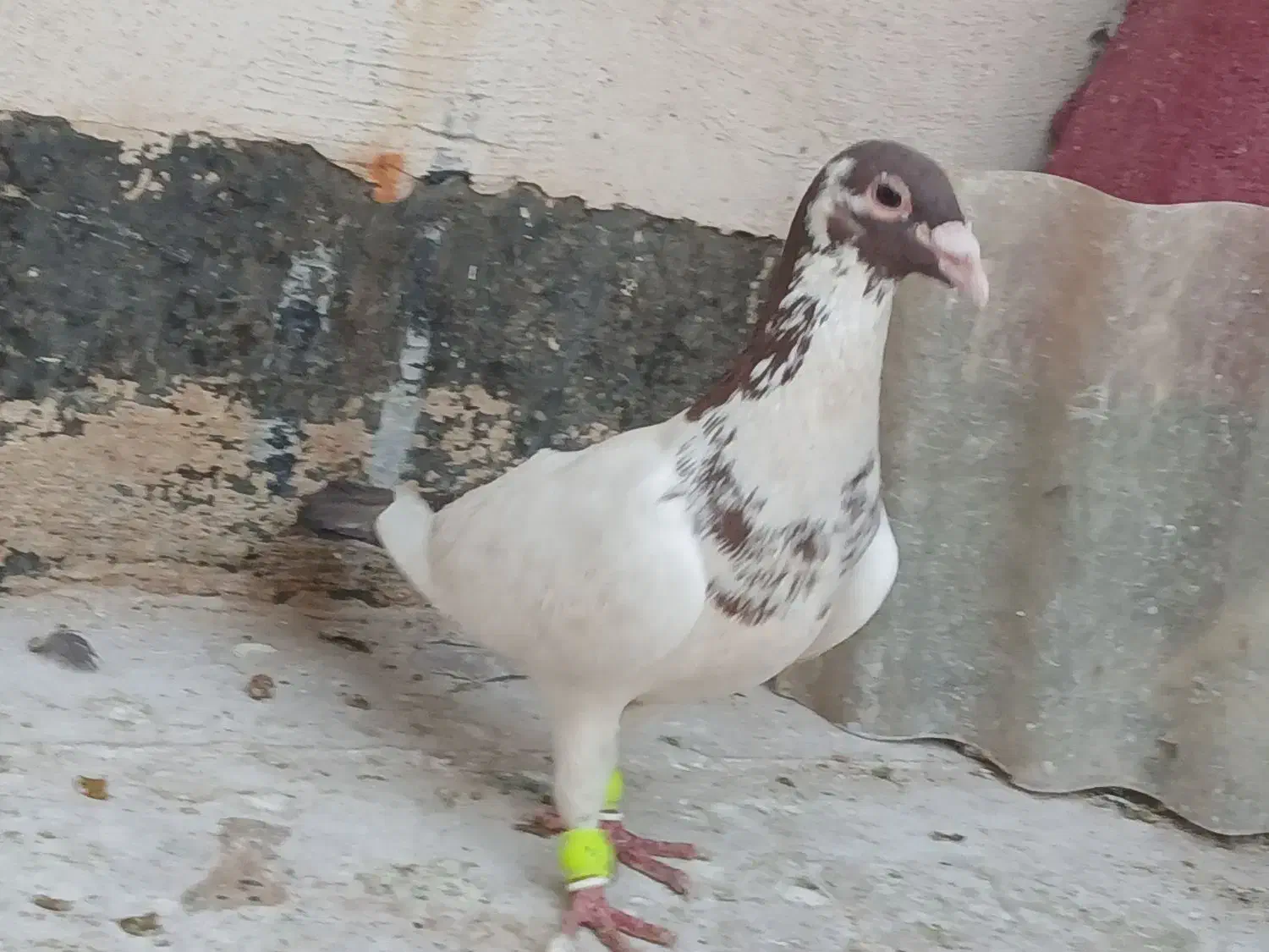 کفتر سار هفت رنگ سبز پولکی سفید|پرنده|مشهد, ابوذر|دیوار