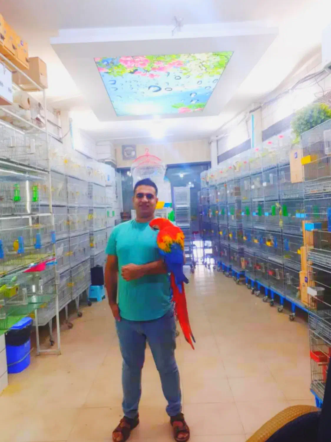 نمایشگاه پرنده رضا|پرنده|شیراز, فرودگاه شهید دستغیب شیراز|دیوار