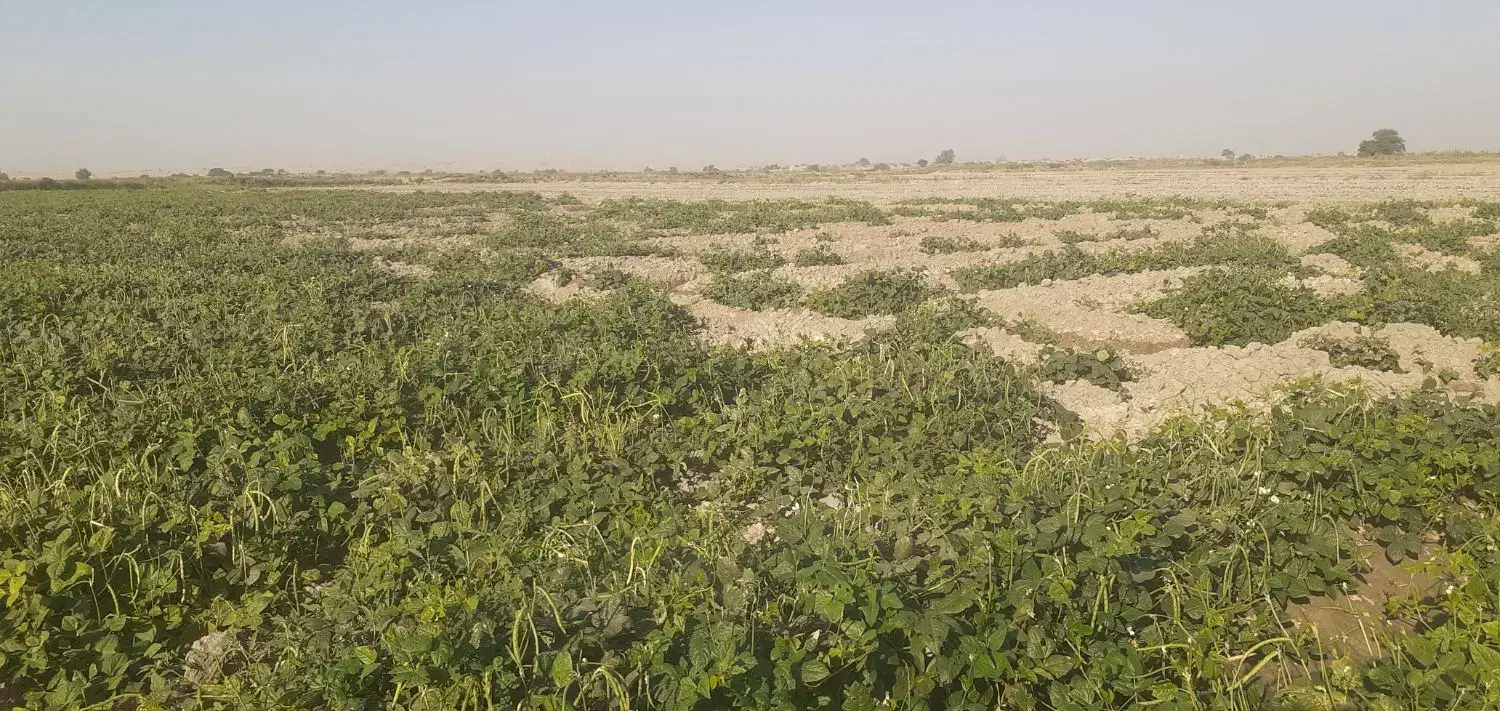 لوبیا سبز وخشک|خوردنی و آشامیدنی|اهواز, کوی طلاب|دیوار