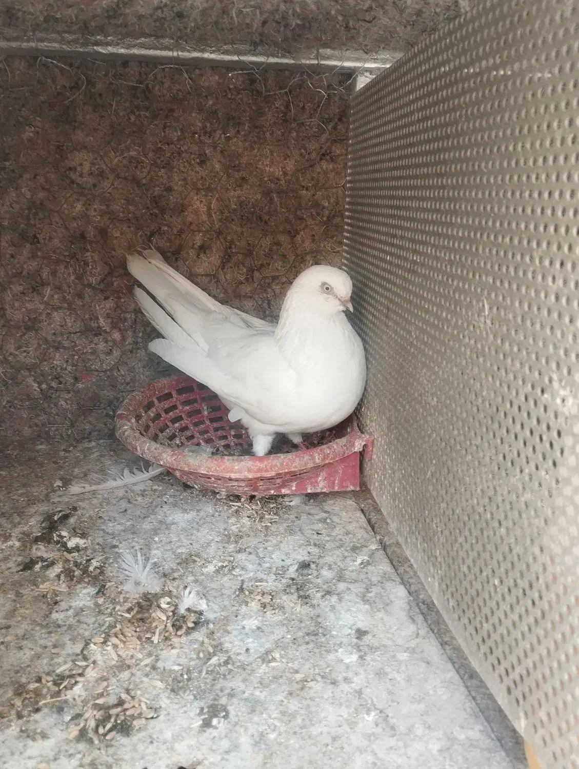 نر نوک ریز|پرنده|برخوار, |دیوار