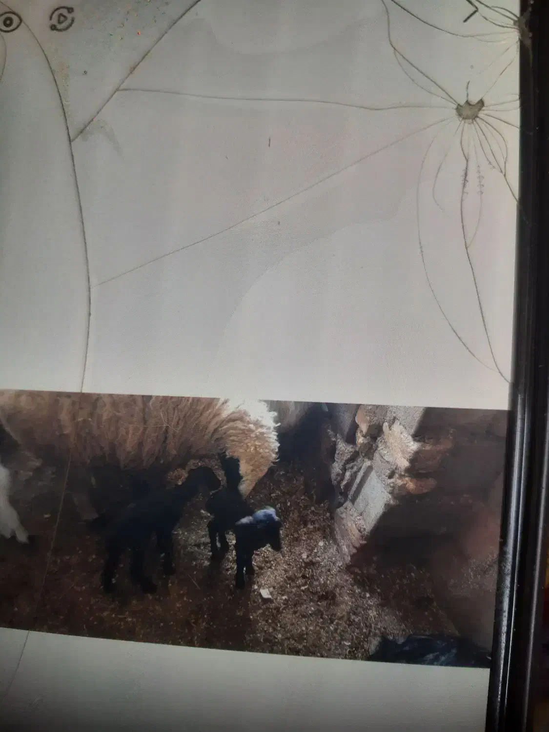 بره بز چپش|حیوانات مزرعه|فرخ‌شهر, |دیوار