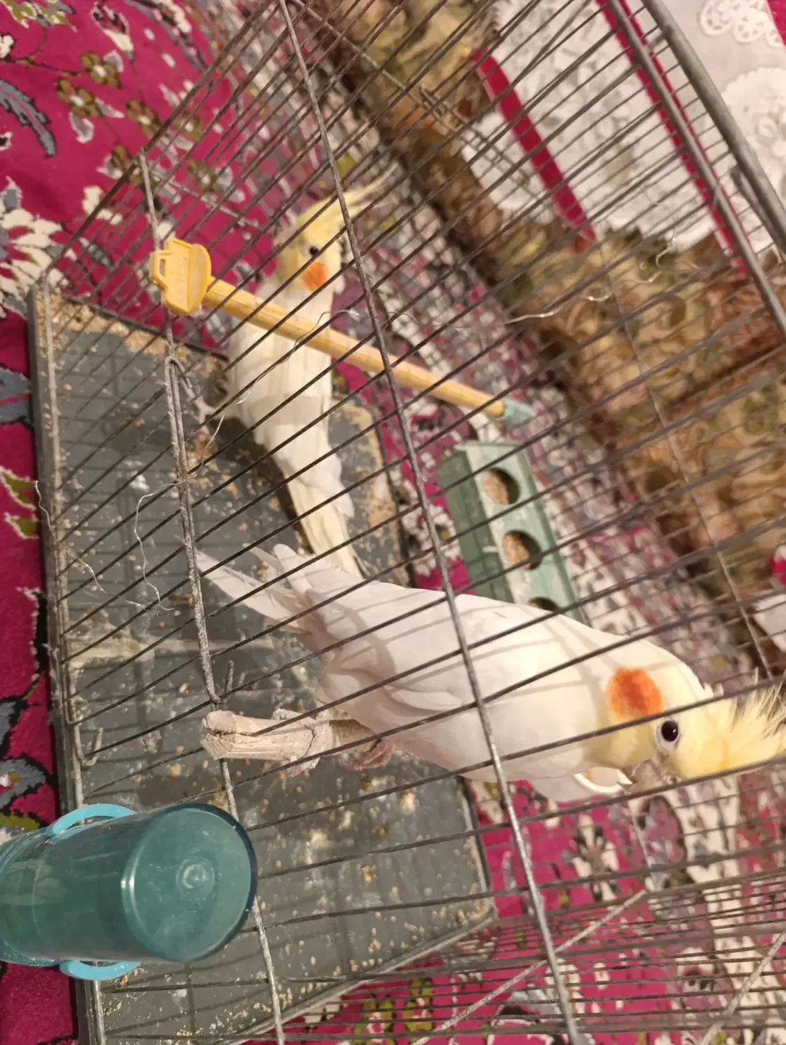 دو عدد عروس هلندی جوان لوتینو اصل|پرنده|یاسوج, |دیوار