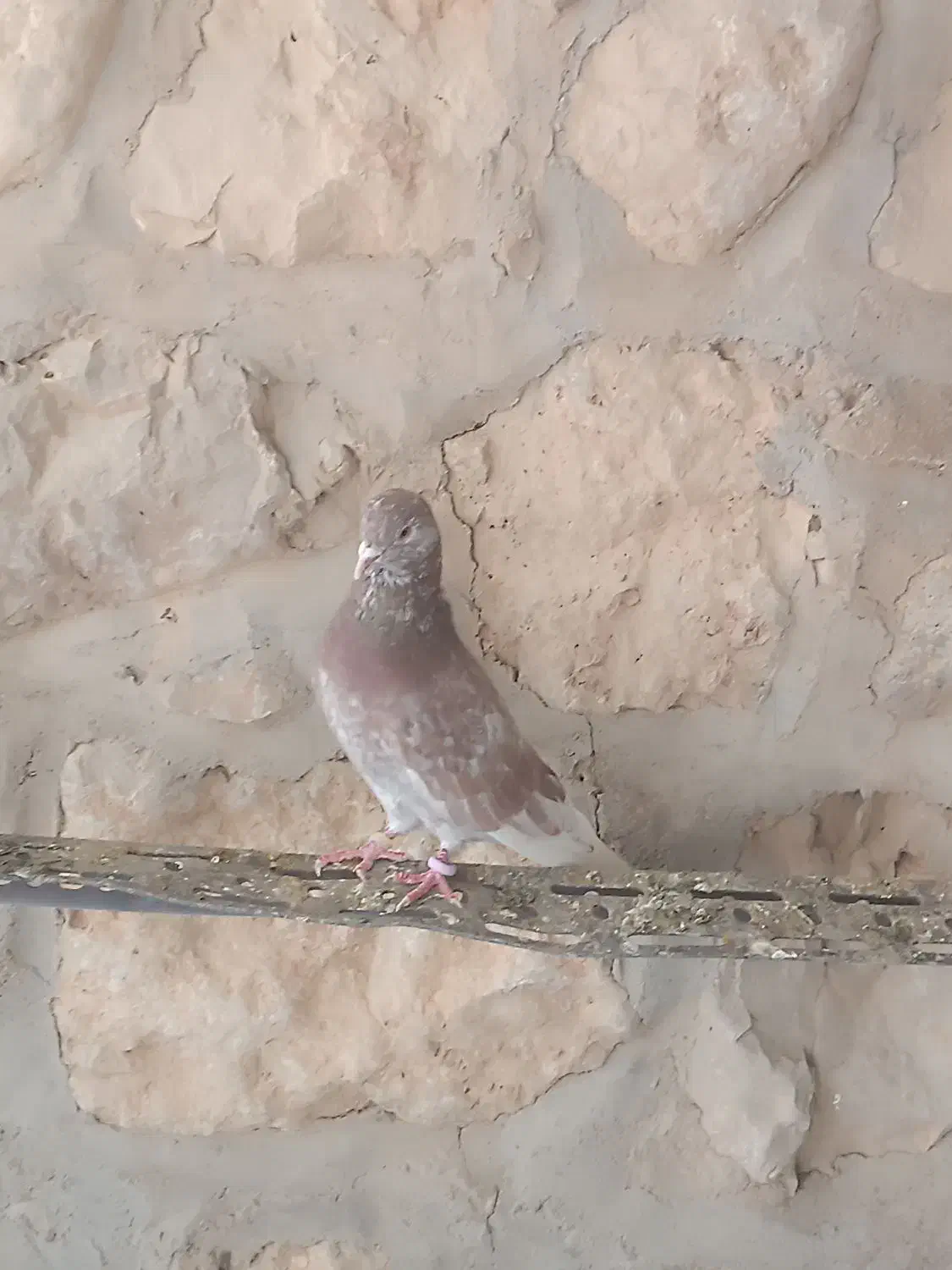 کبوتر پرشی|پرنده|سیروان, |دیوار