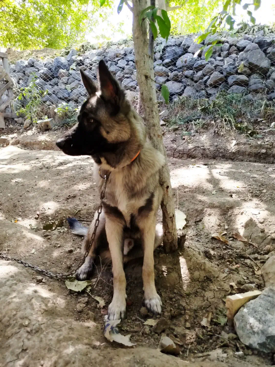 واگذاری ژرمن مالینویز|سگ|بومهن, |دیوار