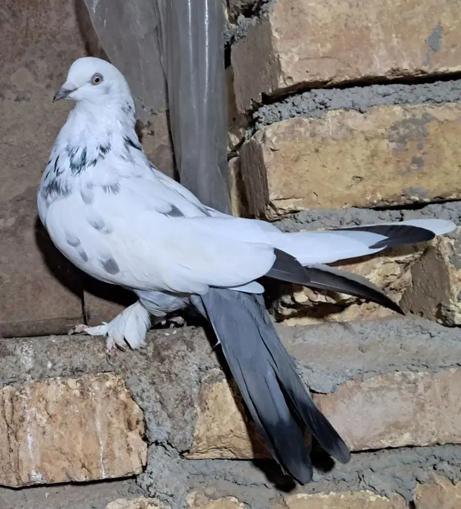 کبوتر پر اصفهانی صداکن|پرنده|لاران, |دیوار