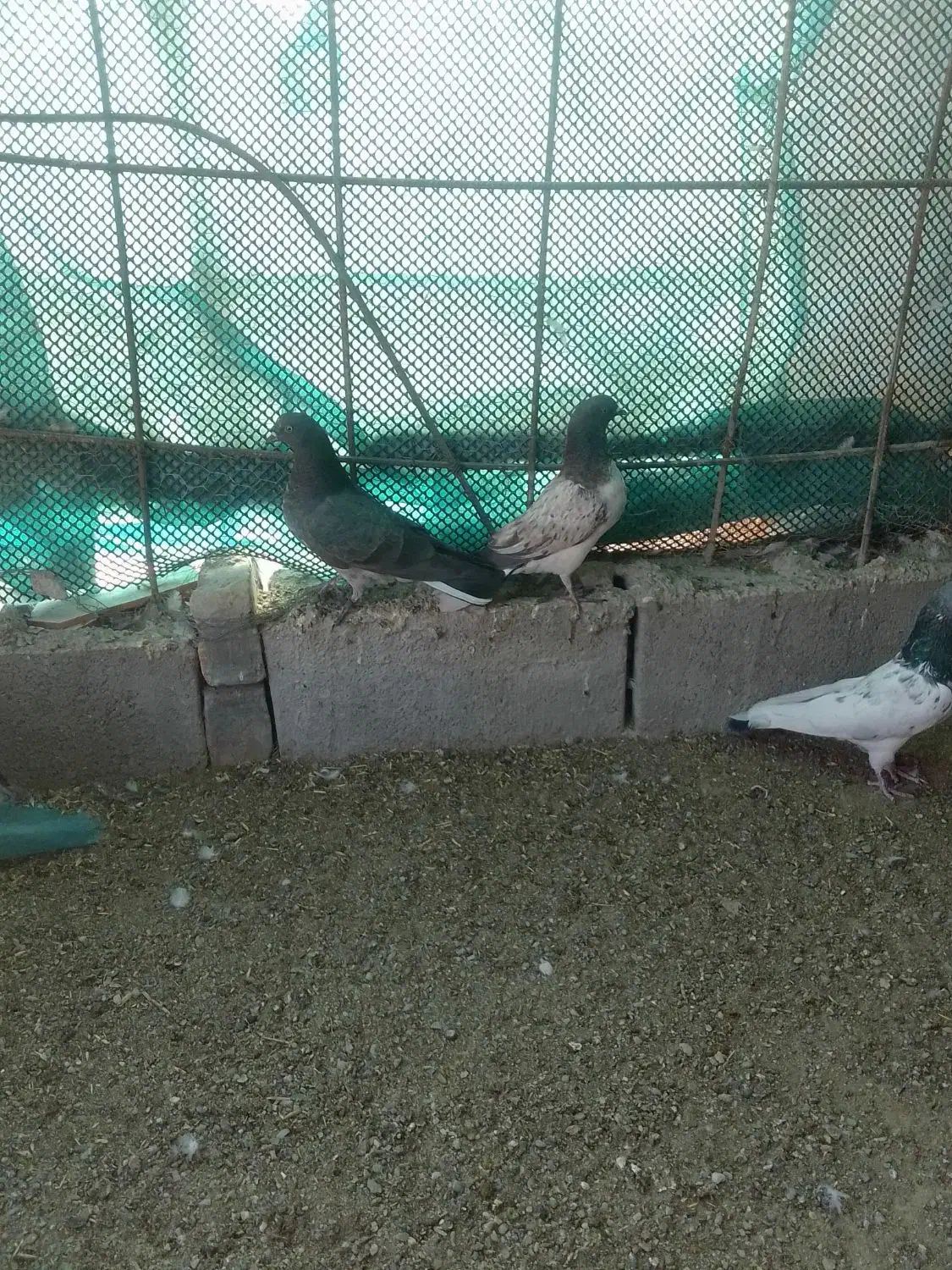 جفت جوجه گرگی|پرنده|ایرانشهر, |دیوار