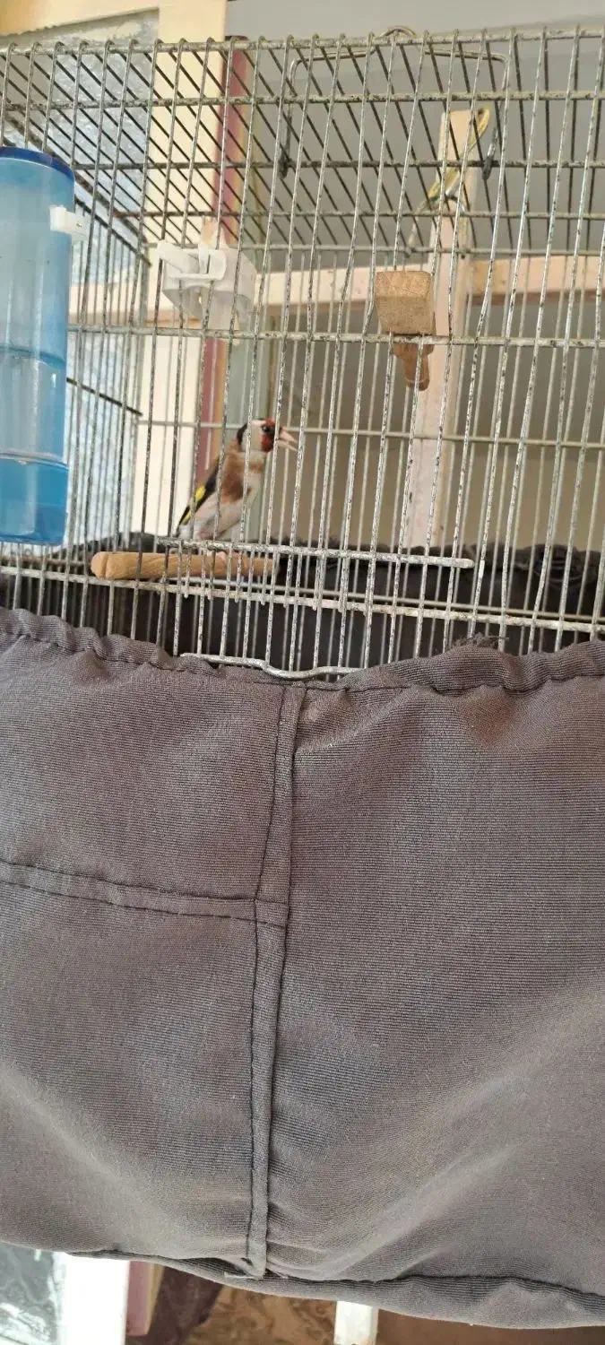 سره نر ه قیمت  ۳۵۰۰۰ تومان|پرنده|نسیم‌شهر, |دیوار