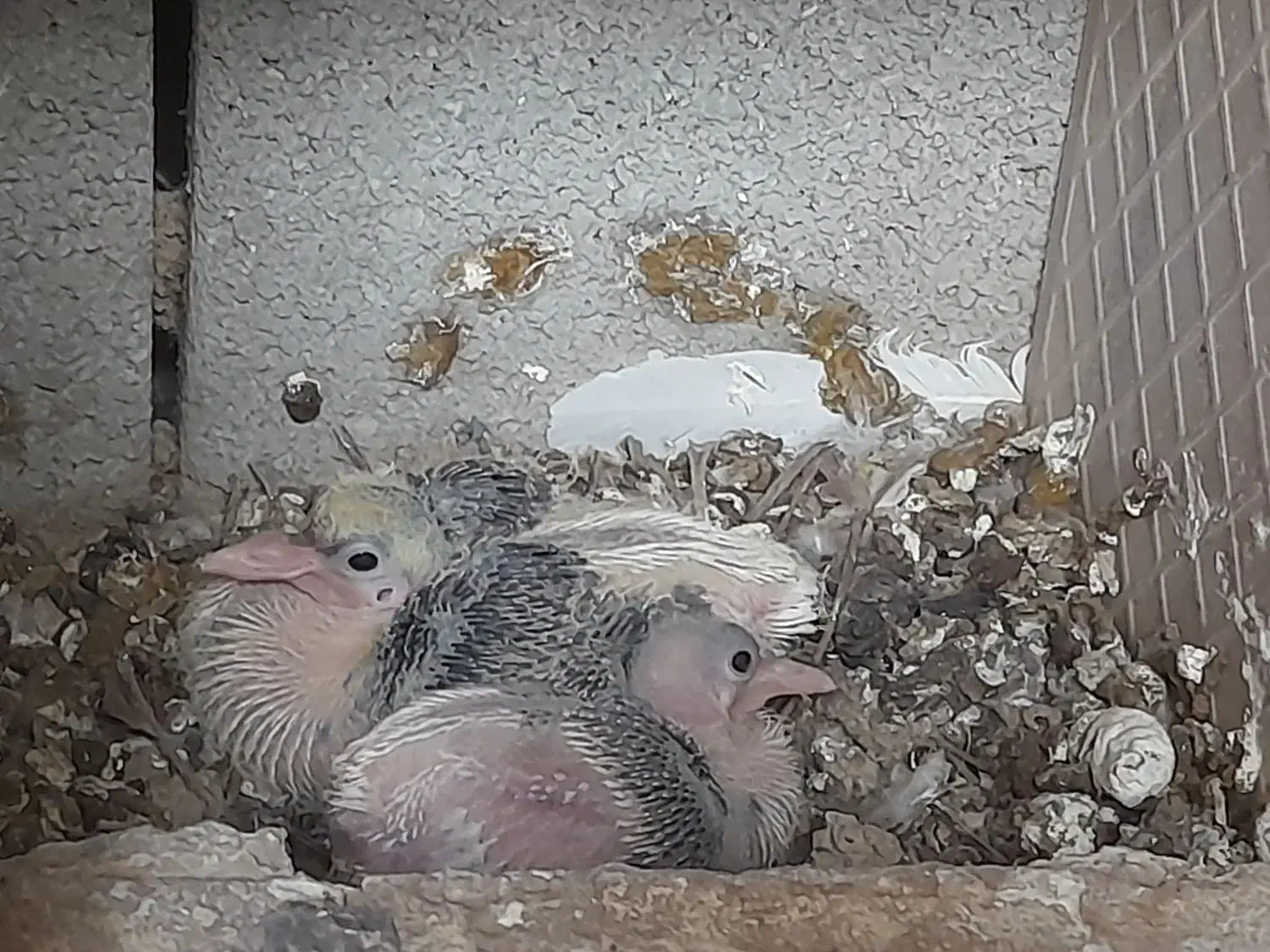 دوجفت کبوتر با تخم و جوجه|پرنده|نجفآباد, گلدشت|دیوار