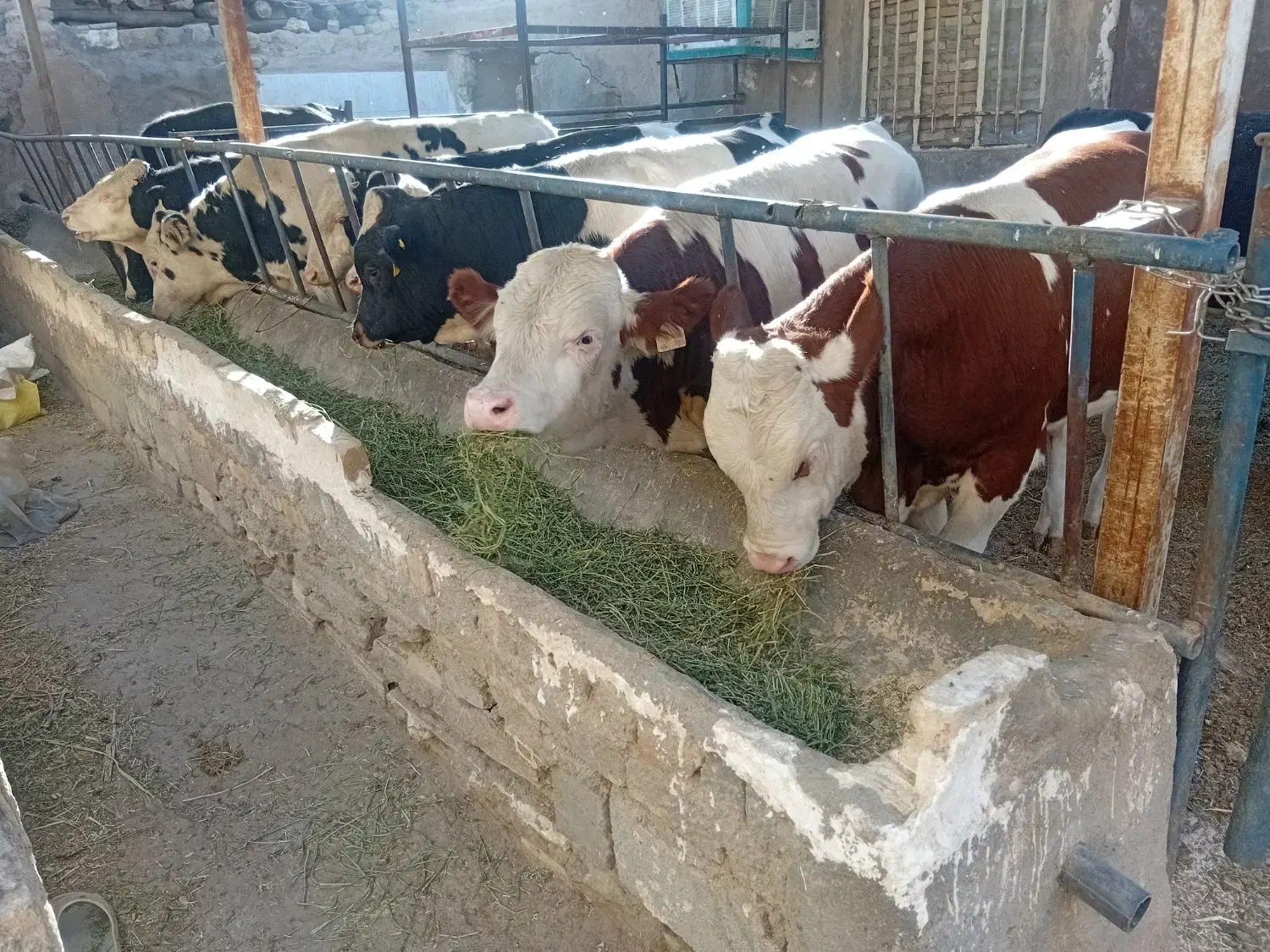 گوساله نر سیمینتال|حیوانات مزرعه|پیشخور, |دیوار