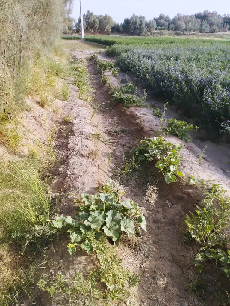 فروش زمین کشاورزی با۶ساعت آب واقع درگوهرکوه|فروش دفتر صنعتی، کشاورزی، تجاری|گوهرکوه, |دیوار