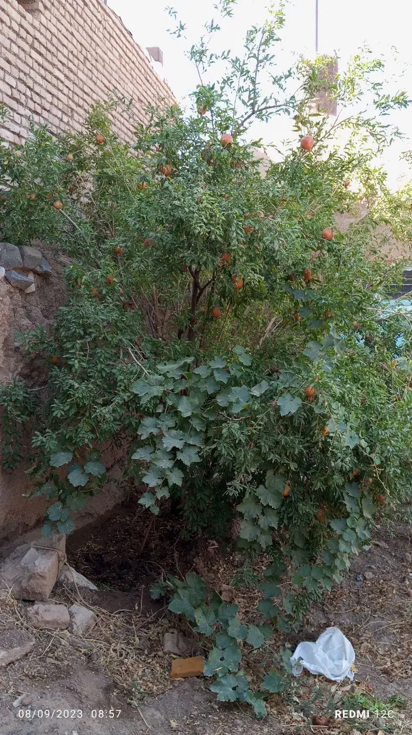 منزل مسکونی|فروش خانه و ویلا|باشتین, |دیوار