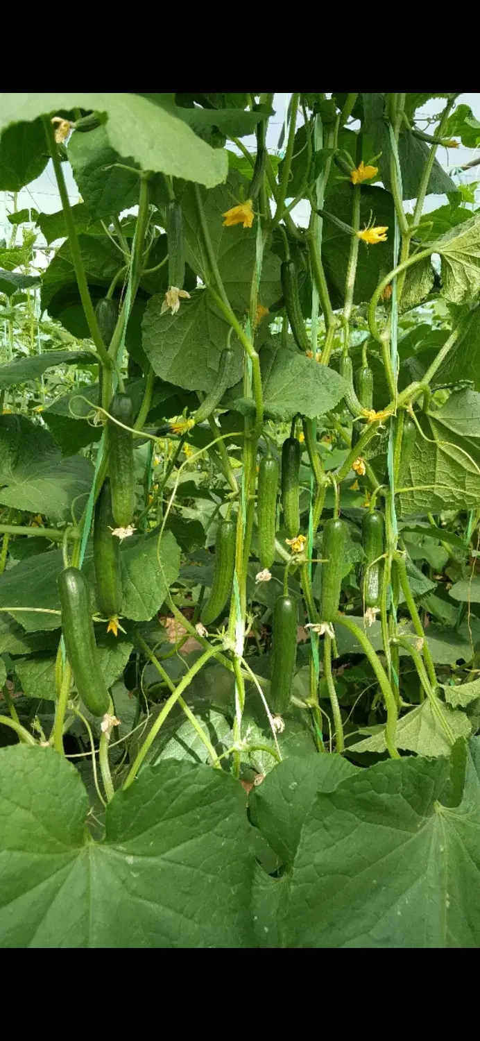 مشاوره میدم در پرورش محصولات گلخانه ای|خدمات باغبانی و درختکاری|تهران, دکتر هوشیار|دیوار