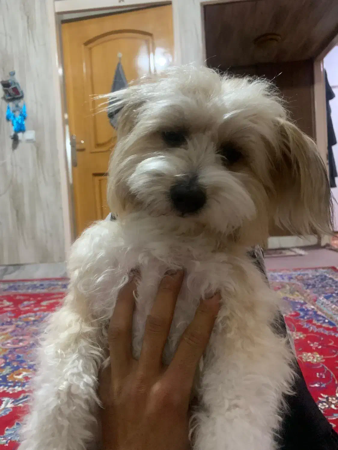 سگ گم شده|حیوانات|اصفهان, طاحونه|دیوار