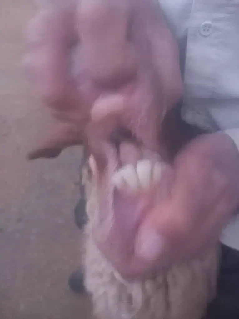 میش ابستن ..گوسفند مایه کرده|حیوانات مزرعه|رومشکان, |دیوار