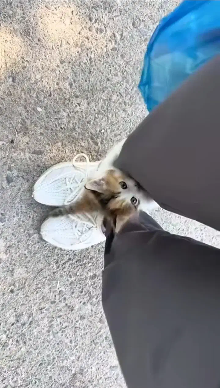 گربه|گربه|مشهد, یاس|دیوار