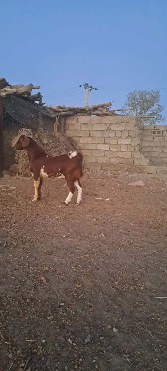 یه بز دوقلوها آبستن بادو کهره نر|حیوانات مزرعه|ارزوئیه, |دیوار