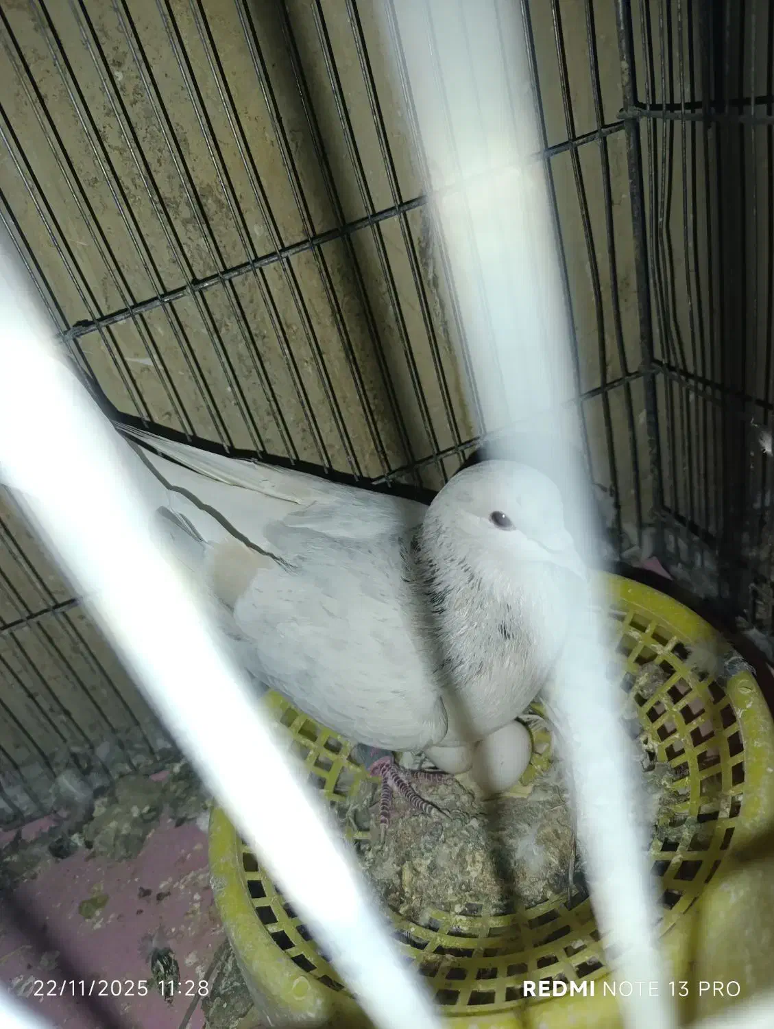 جفت ساده هفرنگ|پرنده|اسفراین, |دیوار