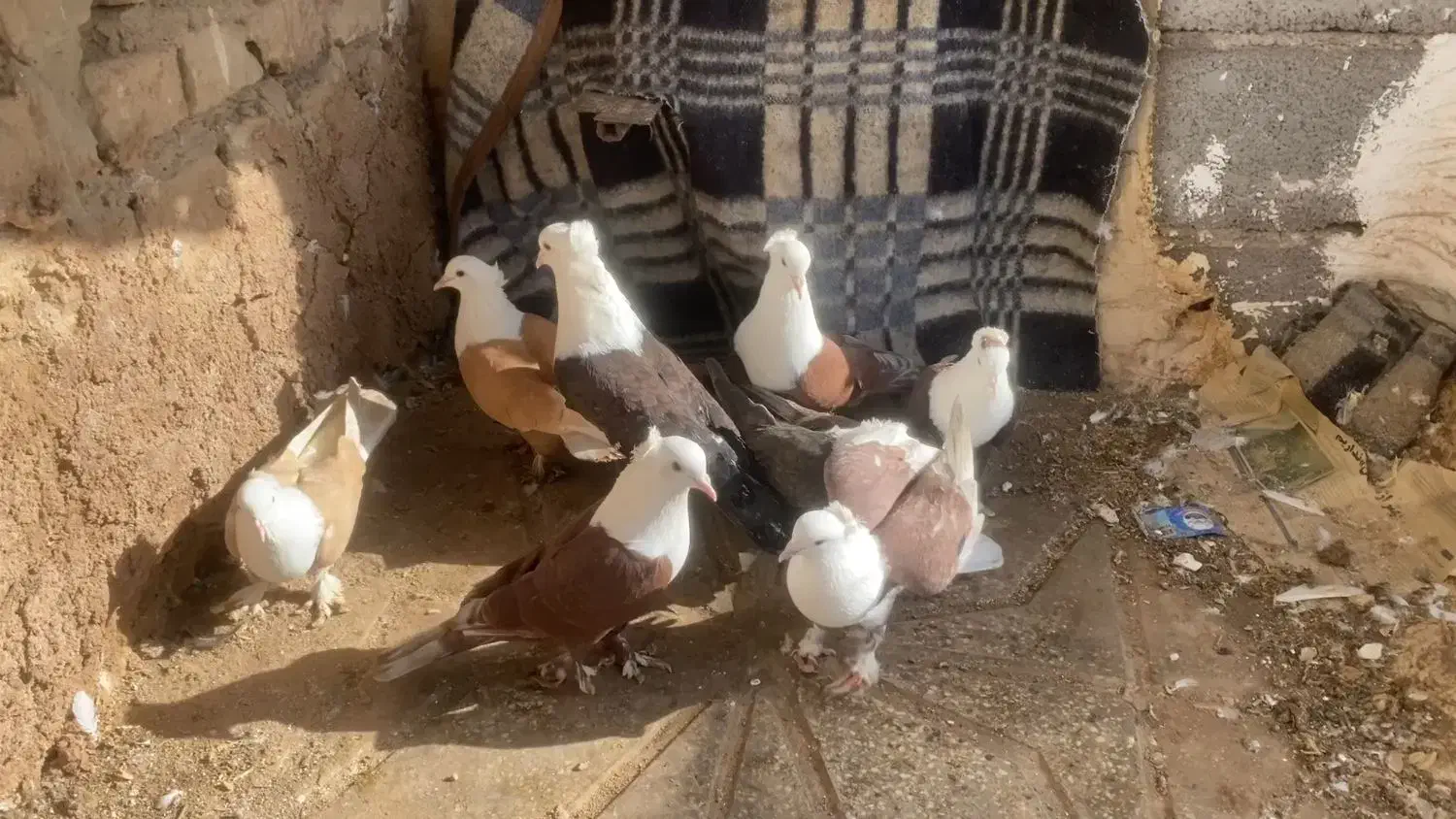 پرنده|پرنده|اسفراین, |دیوار