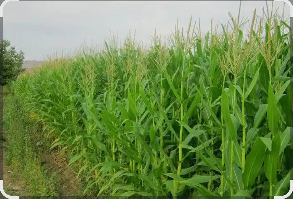 ذرت دامی|لوازم جانبی حیوانات|ملکان, |دیوار