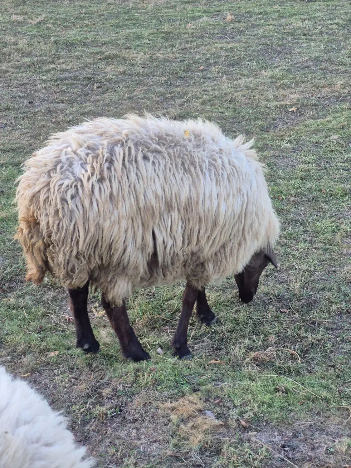 فروش گوسفند|حیوانات مزرعه|اهر, |دیوار