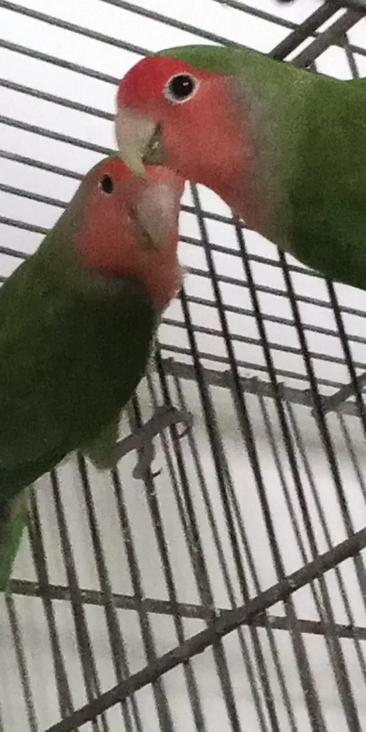 جفت کوتوله برزیلی جوجه مرغ عشق 1 کوتوله برزیلی نر|پرنده|نیشابور, فردوسی جنوبی|دیوار