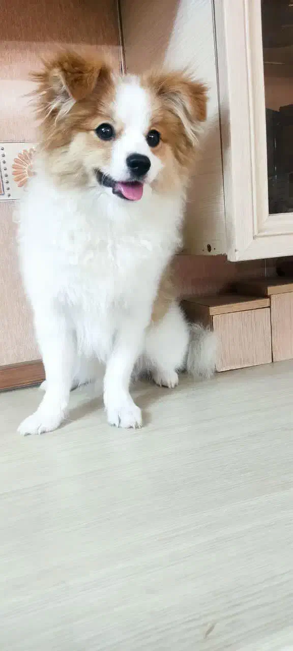 توله سگ 6 ماه|سگ|خاوران, |دیوار